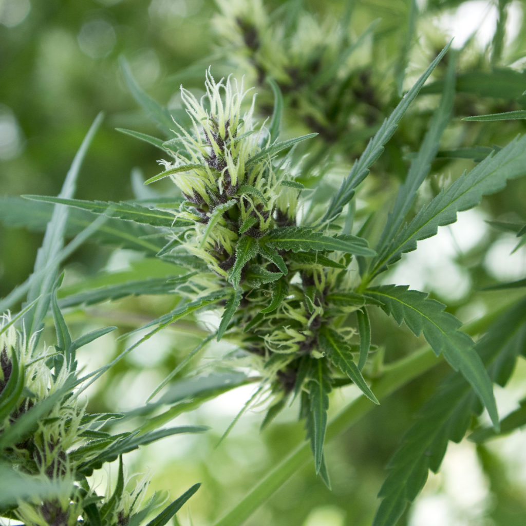 Cannabis Seed Bank - Cannabis Plant Insane Seeds Hemp Seeds USA