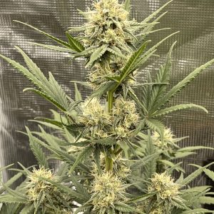 Cultivating cannabis feminized Panama Red seed in water